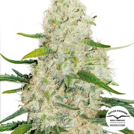 Planta de marihuana Planta de marihuana