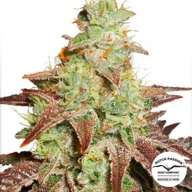 Planta de marihuana