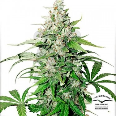 Planta de marihuana