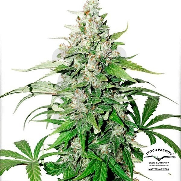 Planta de marihuana