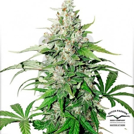 Planta de marihuana Planta de marihuana