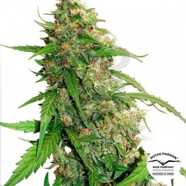 Planta de marihuana