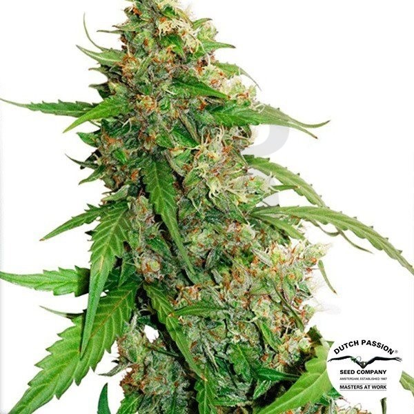 Planta de marihuana