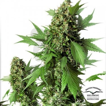 Planta de marihuana