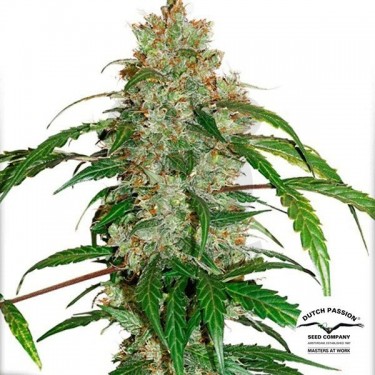 Planta de marihuana