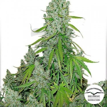 Planta de marihuana