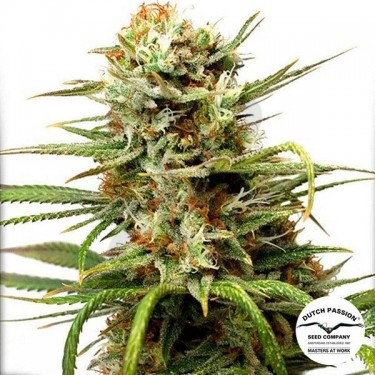Auto White Widow