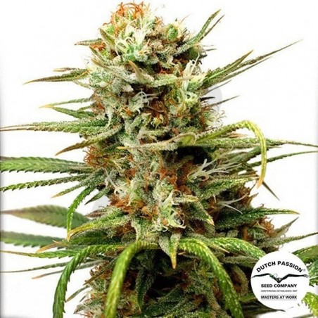 Auto White Widow Auto White Widow