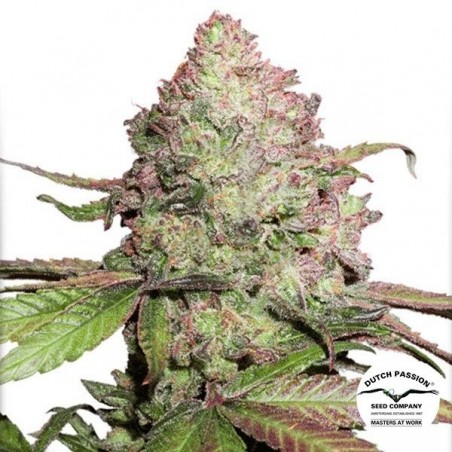 Planta de marihuana Planta de marihuana