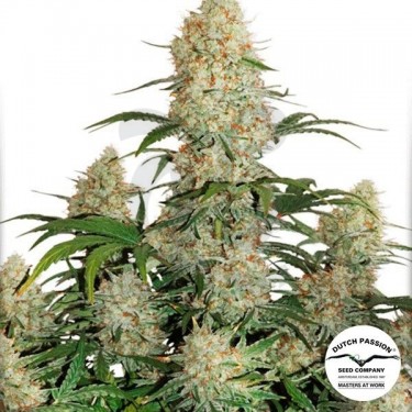 Planta de marihuana