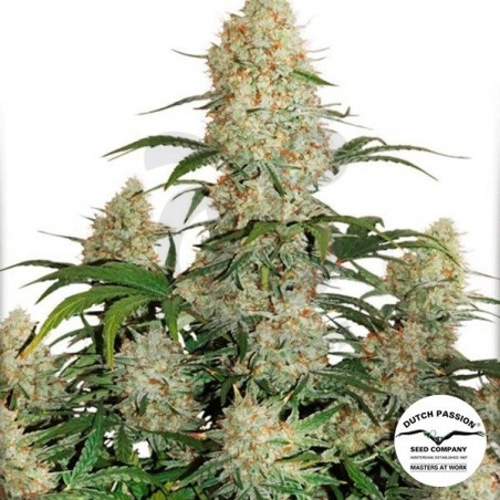 Planta de marihuana Planta de marihuana