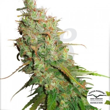 Planta de marihuana