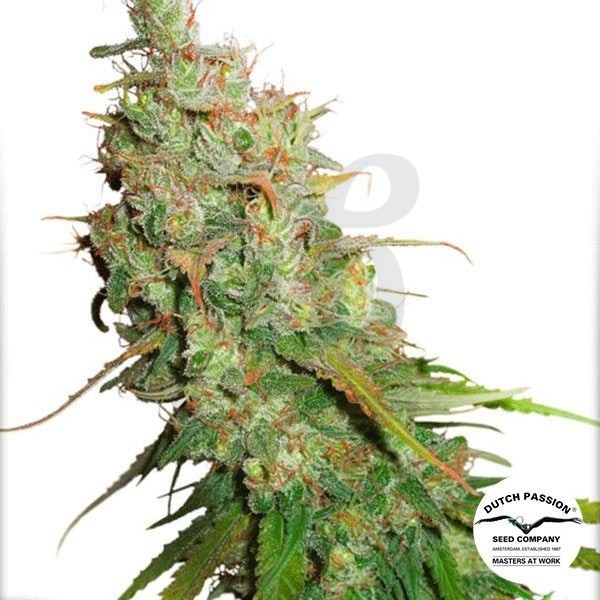 Planta de marihuana