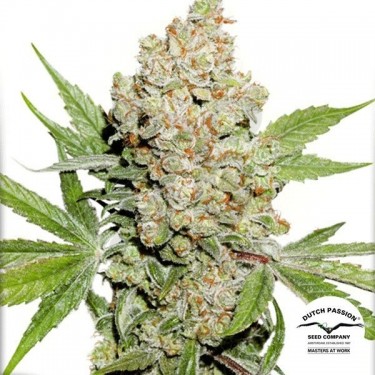 Planta de marihuana