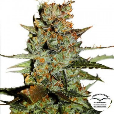 Planta de marihuana
