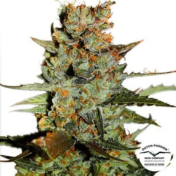 Auto Blueberry cannabis plant