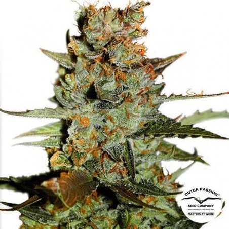 Auto Blueberry cannabis plant Auto Blueberry cannabis plant