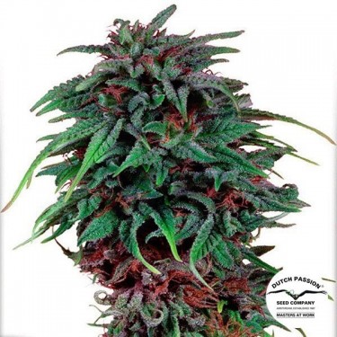 Durban Poison ® Regular marijuana plant