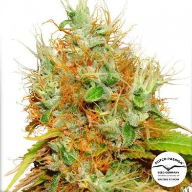 Planta de marihuana
