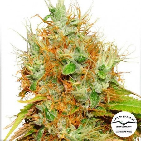Planta de marihuana Planta de marihuana