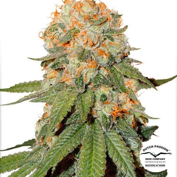 Planta de marihuana