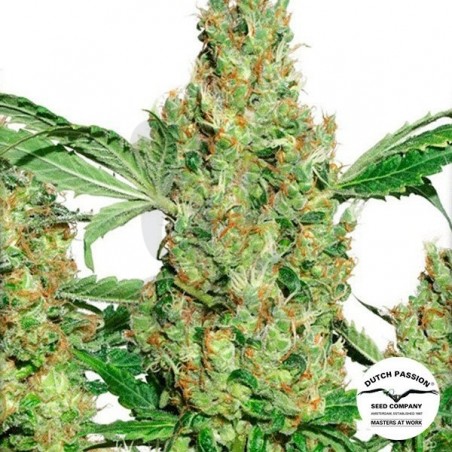 Planta de marihuana Planta de marihuana