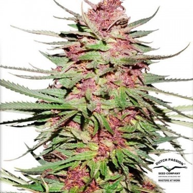 Planta de marihuana