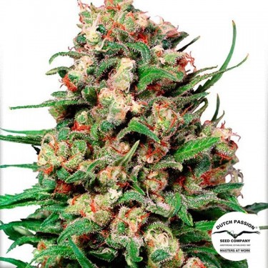 Planta de marihuana