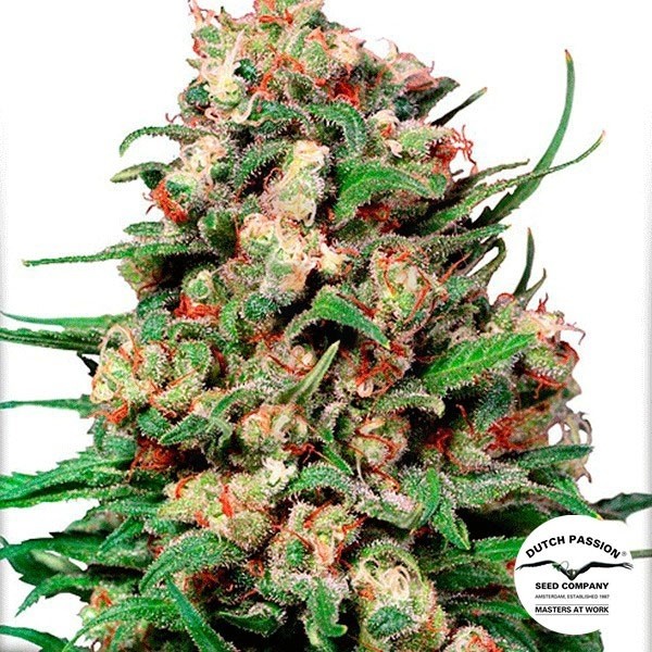 Planta de maconha