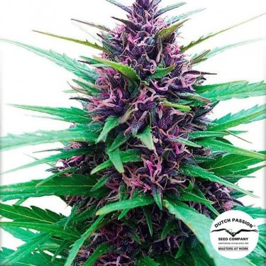 Planta de marihuana