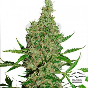 Planta de marihuana