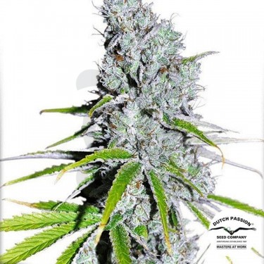 Planta de marihuana