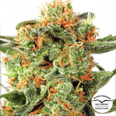 Planta de marihuana