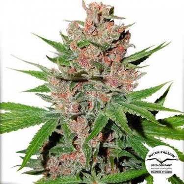 Planta de marihuana