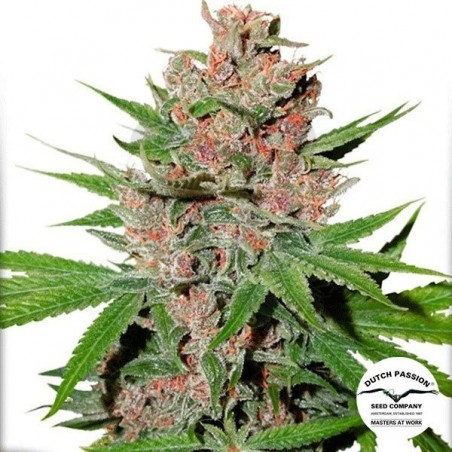 Planta de maconha