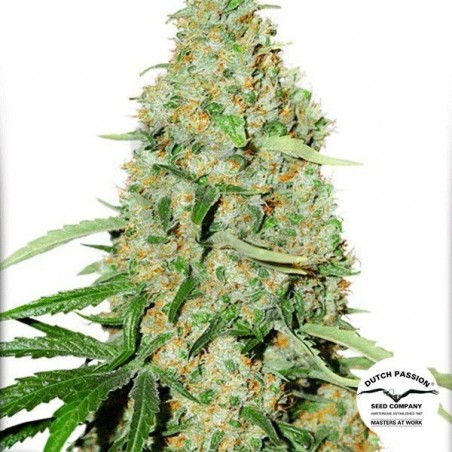 Think Fast Plante de marijuana Think Fast Plante de marijuana