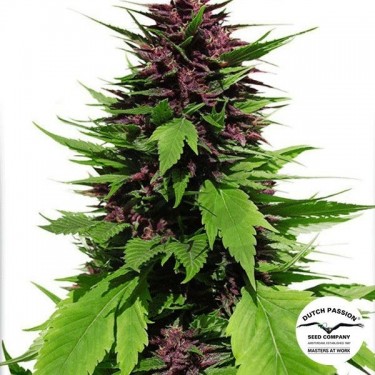 Planta de marihuana