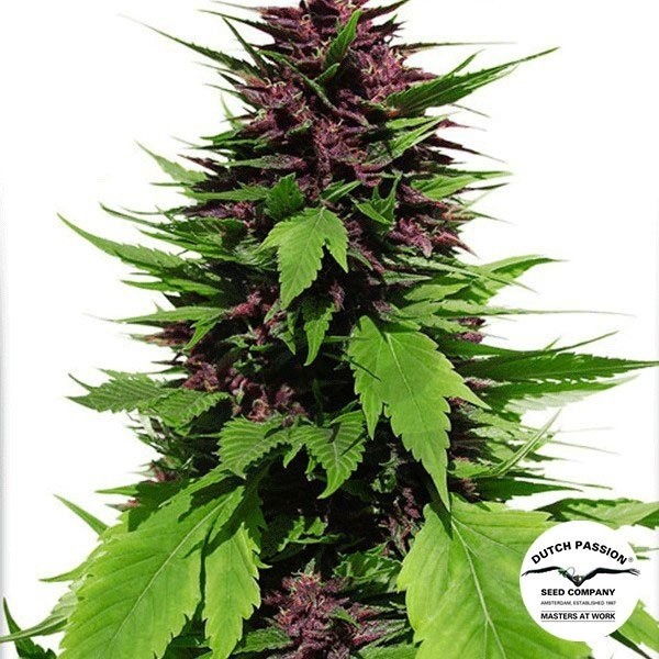 Planta de maconha