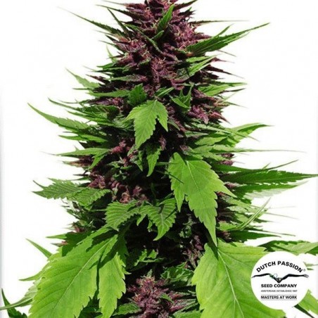 Planta de maconha Planta de maconha