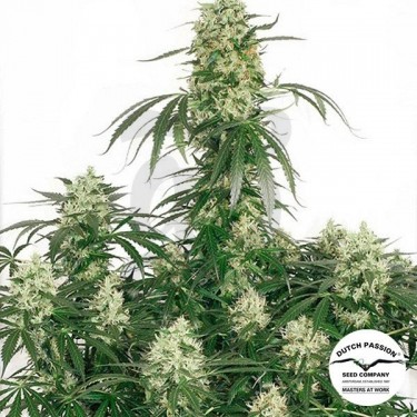 Planta de marihuana