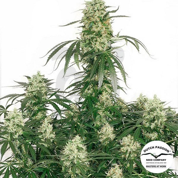 The Ultimate cannabis plant