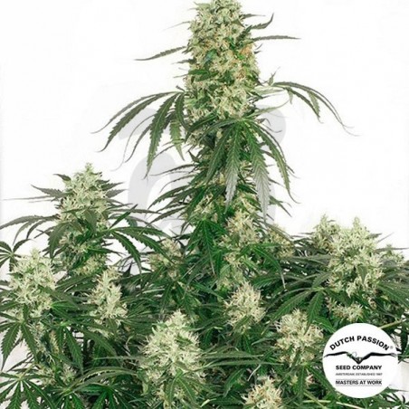 Planta de marihuana Planta de marihuana