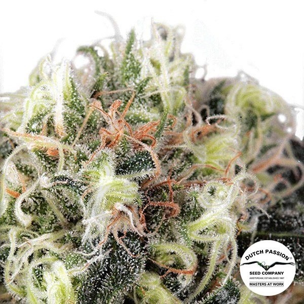 Snow Bud