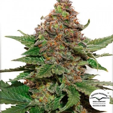 Strawberry Cough