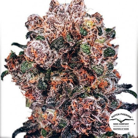 Planta de marihuana Planta de marihuana