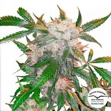 Planta de marihuana