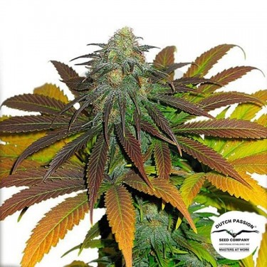 California Orange marijuana plant