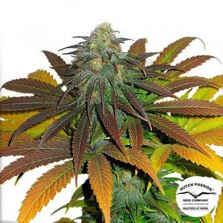 Planta de marihuana Planta de marihuana