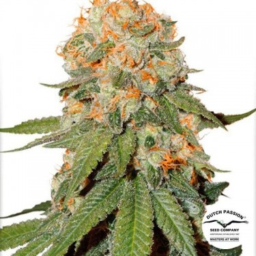 Planta de marihuana