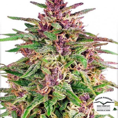 Semilla de marihuana Semilla de marihuana